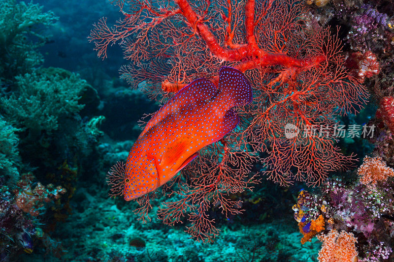 印度尼西亚摩鹿加岛和西巴布亚岛之间的珊瑚Hind cephalophholis miniata和柳珊瑚